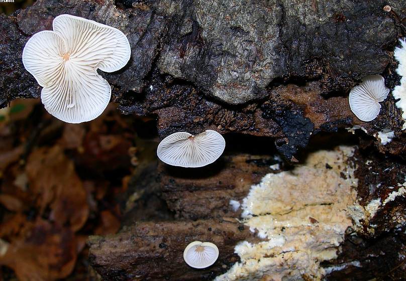 Crepidotus ehrendorferi      Hauskn. & Krisai,